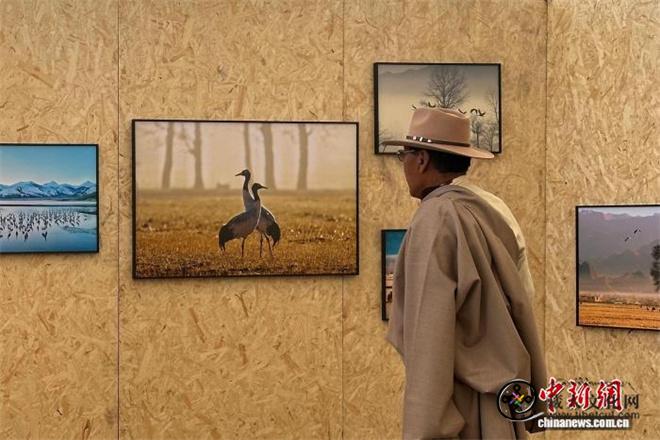 鹤鹤有鸣 西藏拉萨推出黑颈鹤艺术叙事展
