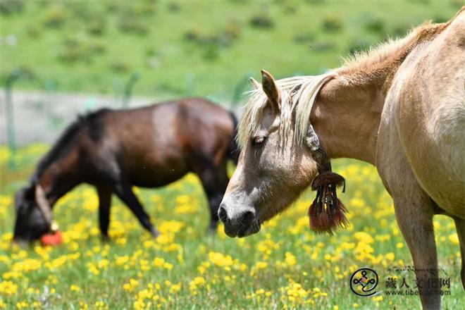 藏族马文化初探