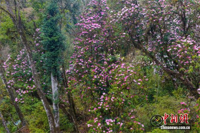 西藏易贡藏布沿线高山杜鹃迎来盛花期