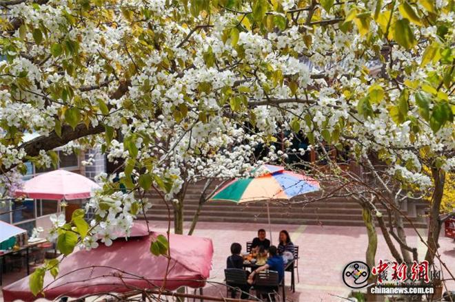 赏梨花观黄河 青海贵德黄河文化旅游季启幕