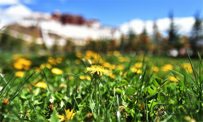 交融与共生：中国藏医药在俄罗斯的传播和跨文化调适
