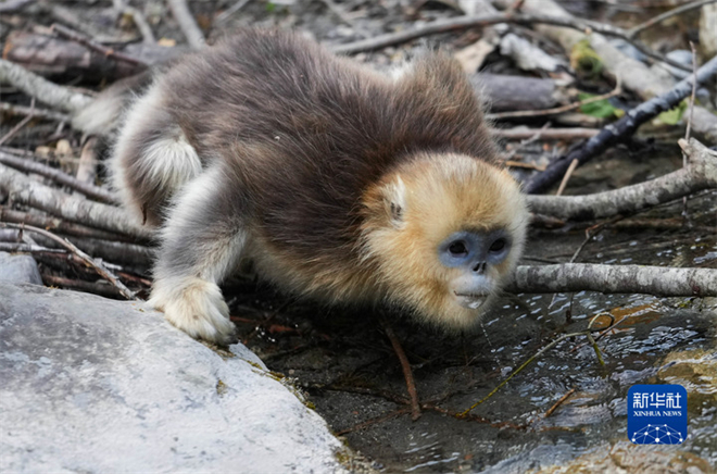 白河国家级自然保护区：川金丝猴栖居的乐园4.jpg
