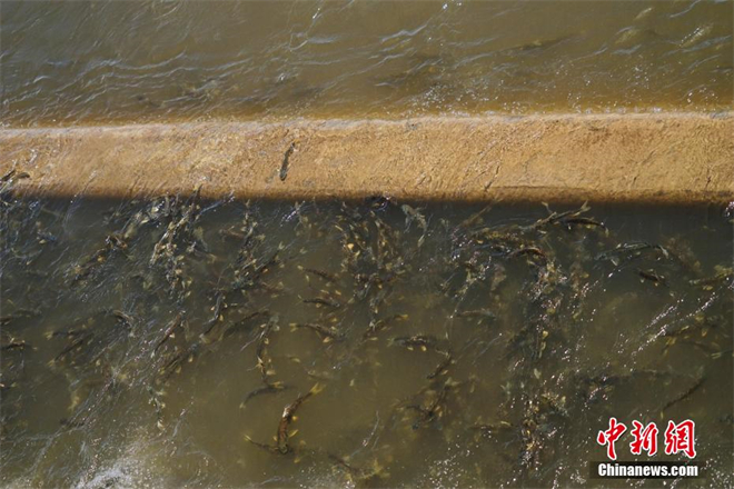 青海湟鱼进入洄游季 鱼群逆流产卵3.jpg