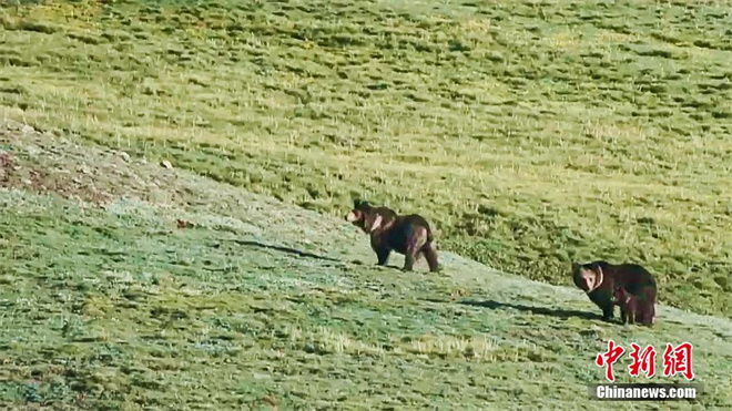 青海省玛多县民众拍摄到11只棕熊同框画面4.jpg