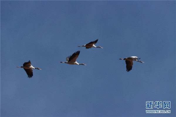 青海隆宝国家级自然保护区记录116只黑颈鹤集群2.jpg