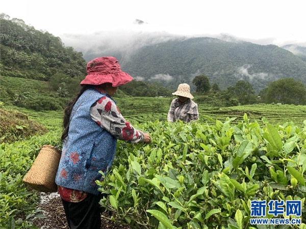 西藏墨脱：“莲花秘境”茶香飘2.jpg