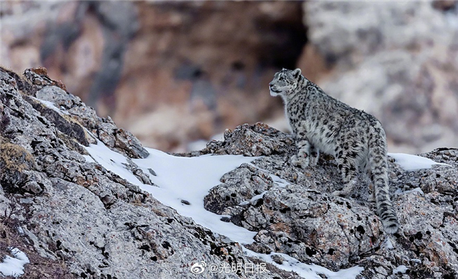 祁连山国家公园青海片区识别雪豹个体55只3.jpg