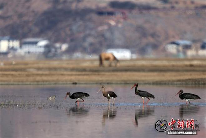 云南迪庆观鸟季收官 “飞鸟天堂”发现两种新鸟2.jpg