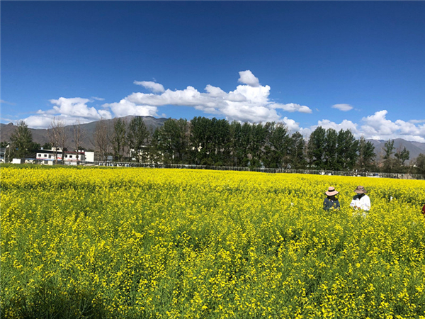 “油菜+桃花”立体景观农业模式，你心动了没.jpg