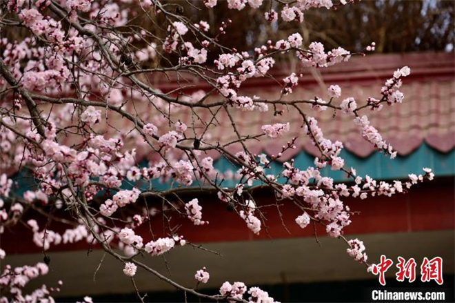 青海高原迎迟来“赏花季”：黄河岸畔杏花盛开4.jpg