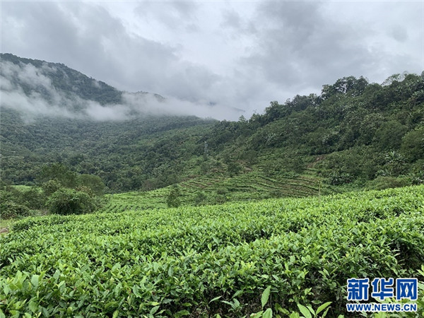 西藏墨脱：“莲花秘境”茶香飘1.jpg