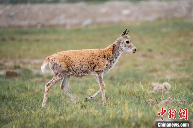 青藏高原生物关键物种较20年前增加2至3倍.jpg