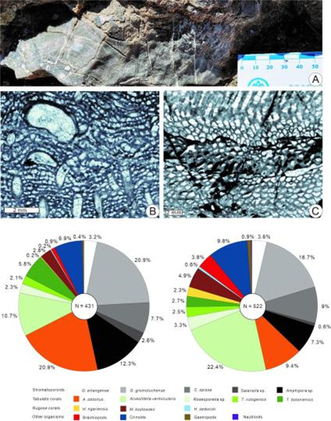 中国古生物学家在西藏发现3.9亿年前生物礁1.jpg