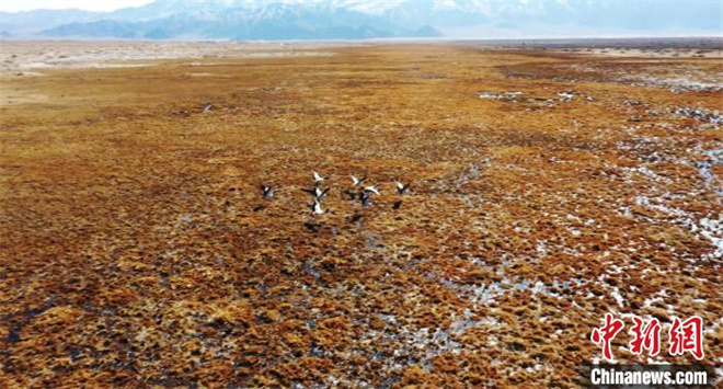 数十只黑颈鹤“如约而至”柴达木盆地都兰湖湿地1.jpg