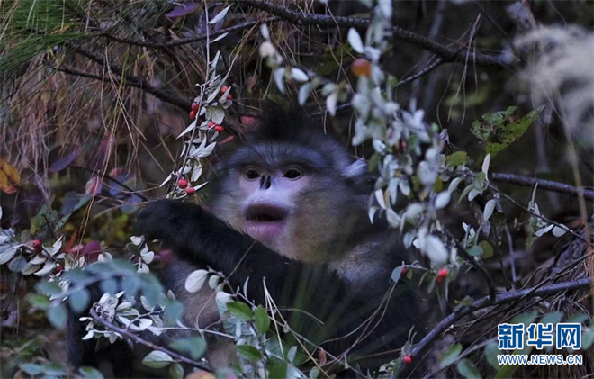 在香格里拉滇金丝猴国家公园邂逅“雪山精灵”5.jpg
