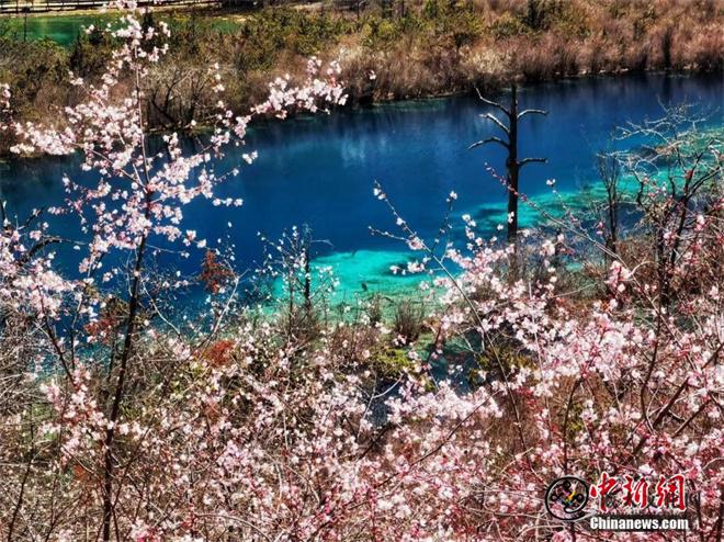 九寨沟野桃花盛开 漫山花海如诗如画8.jpg