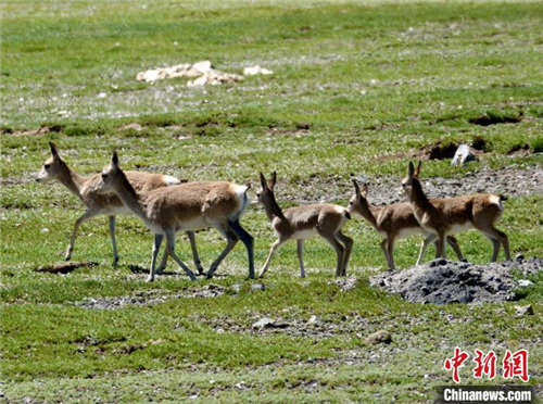 青海：多地禁非法穿越，高端生态体验成新宠3.jpg