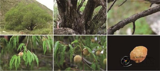 玉树首次发现国家二级保护植物光核桃 填补了其在青海的分布空白.jpg