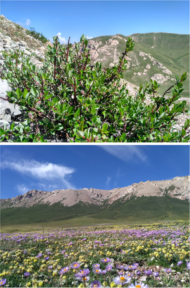 研究发现：青藏高原柳属高山灌木线80年间爬升59.3米2.jpg