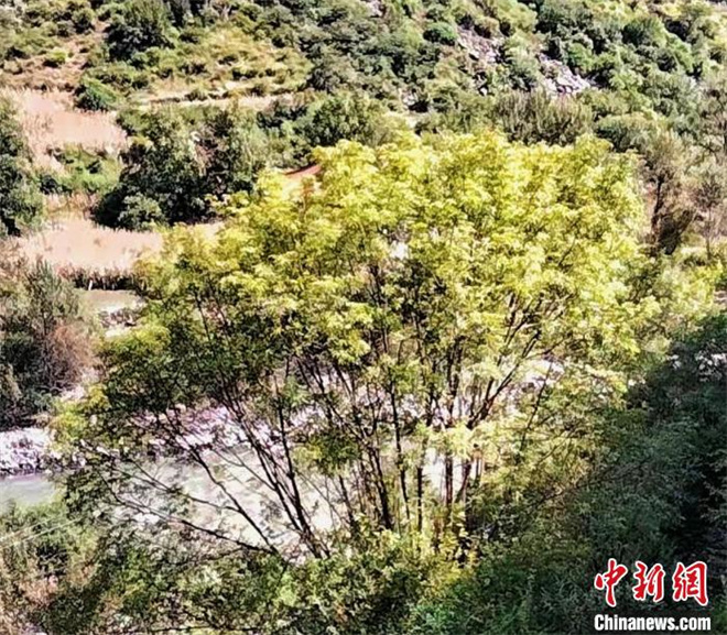 四川康定普沙绒境内发现珍稀濒危植物五小叶槭1.jpg