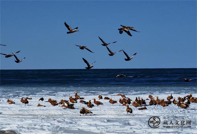 青海湖监测到越冬水鸟6600余只2.jpg