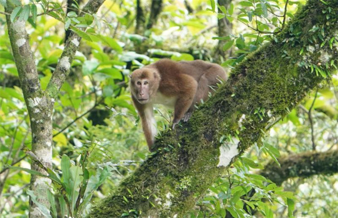 西藏林芝拍摄到羚牛和熊猴野外活动影像1.jpg