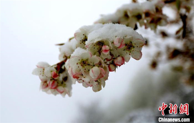 四川丹巴：春雪后的“美人谷”如仙境2.jpg