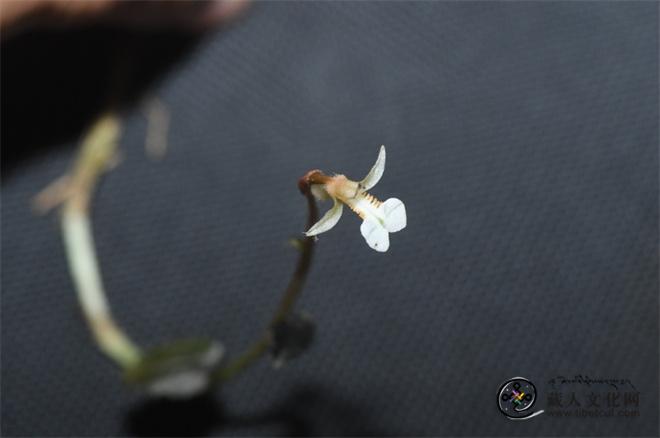 科研人员在西藏墨脱发现兰科植物新物种2.jpg