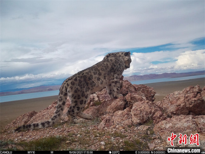 调查显示：西藏那曲市全境11个县区均有雪豹分布2.jpg