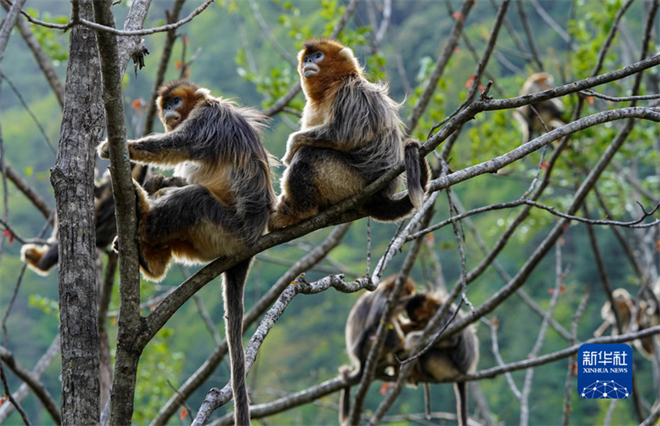 白河国家级自然保护区：川金丝猴栖居的乐园2.jpg