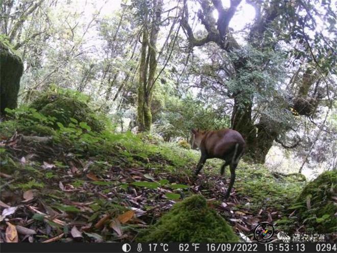 西藏色季拉山发现雪豹、白颊猕猴等多种珍稀野生动物4.jpg