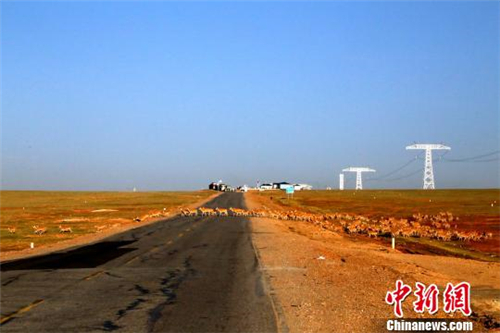 可可西里藏羚羊大规模回迁结束 回迁数量增加