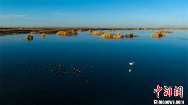 天鹅等多种野生鸟类“抵达”青海格尔木湿地越冬1.jpg