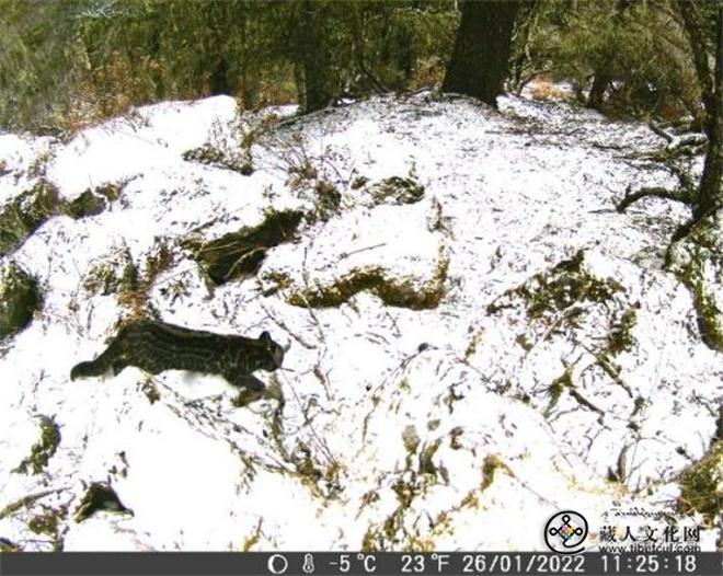 西藏色季拉山发现雪豹、白颊猕猴等多种珍稀野生动物2.jpg