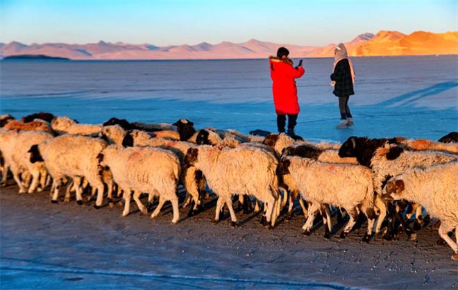 当转场羊群遇上“蓝冰” 雪域高原上演冬季大片10.jpg