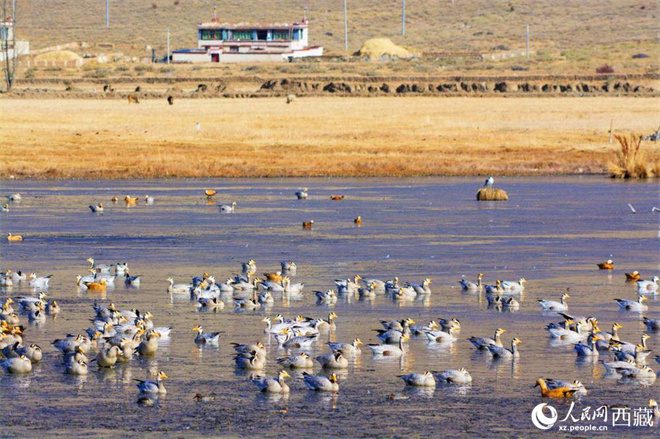 西藏：17万余只水鸟在“一江三河”流域越冬6.jpg