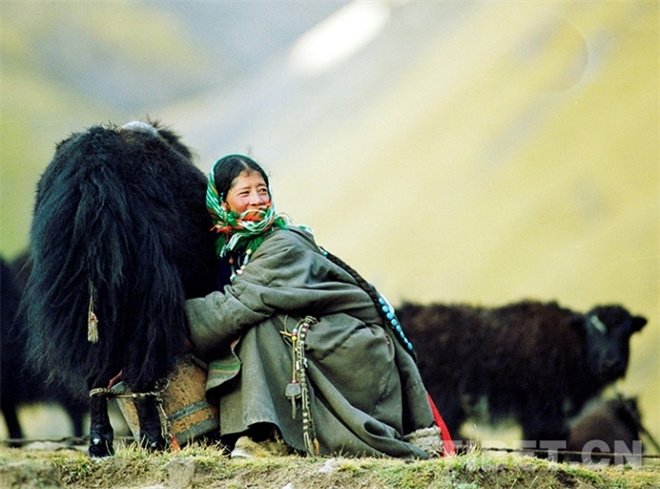 藏北，牦牛文化的传奇6.jpg