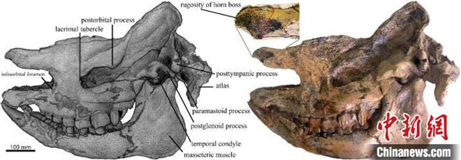 中国科学家最新研究揭示2000万年前犀牛沿青藏高原北缘迁徙2.jpg