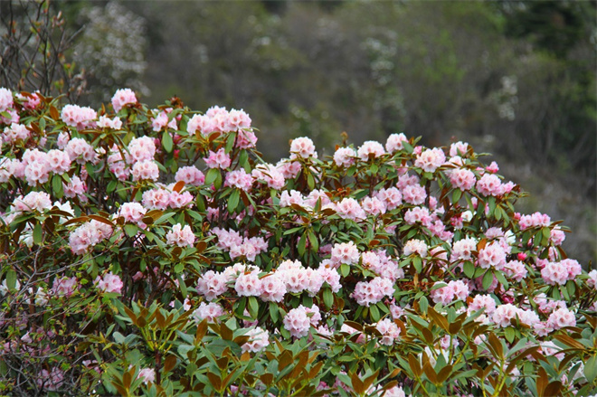 香格里拉杜鹃季：迪庆州推出5条赏杜鹃花线路3.jpg