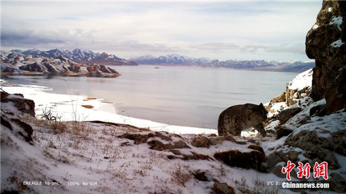 监测显示黄河源地区拥有健康雪豹种群 且在繁殖2.jpg