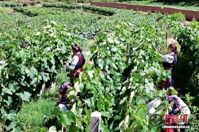 从澜沧江河谷到莱茵河畔 西藏葡萄酒走向世界.jpg