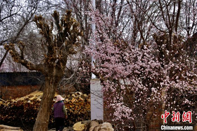 青海高原迎迟来“赏花季”：黄河岸畔杏花盛开5.jpg