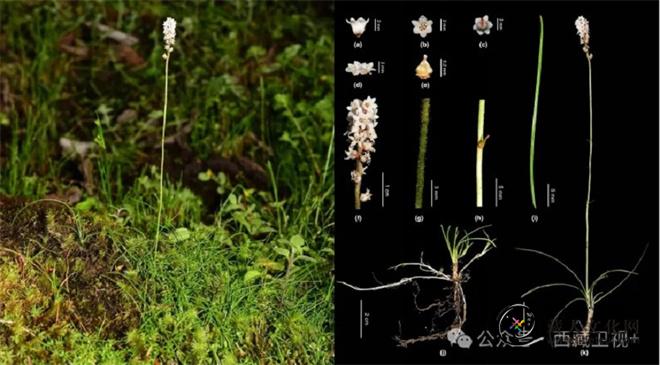 西藏墨脱县新发现三种植物新物种2.jpg