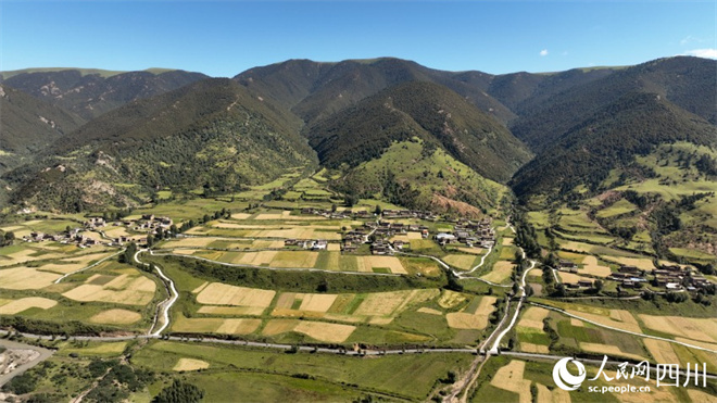 四川省理塘县：高原青稞“丰”景美5.jpg