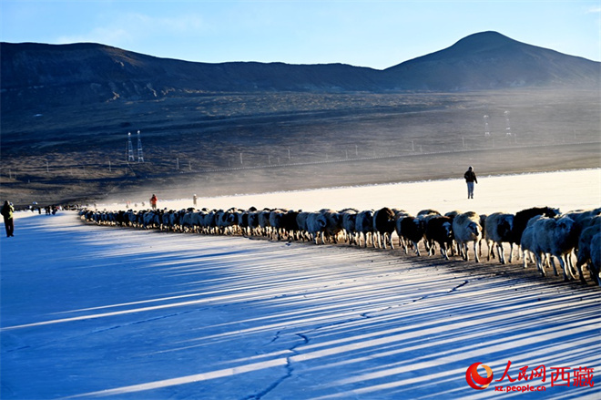 当转场羊群遇上“蓝冰” 雪域高原上演冬季大片2.jpg