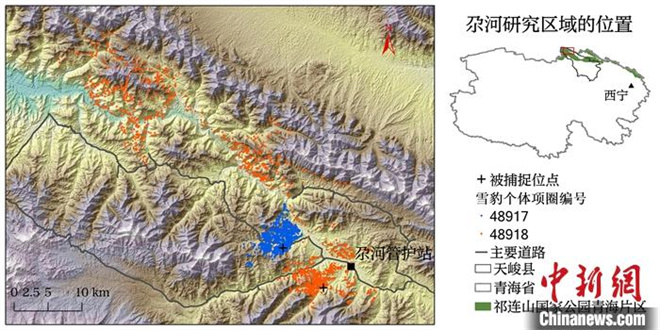 世界雪豹日：祁连山国家公园雪豹适宜栖息地达2万余平方公里3.jpg