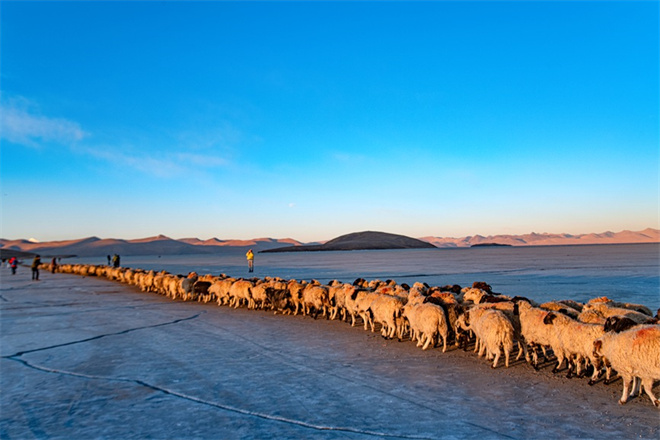 当转场羊群遇上“蓝冰” 雪域高原上演冬季大片11.jpg