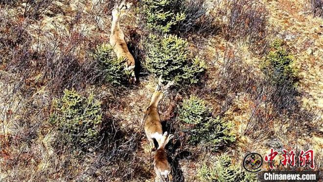 国家二级保护动物狍鹿现身长江源上游主要水源地2.jpg