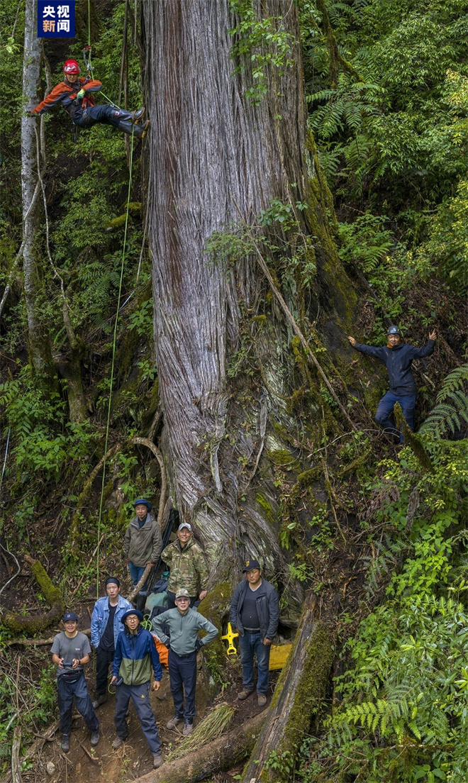 藏南柏木巨树群落综合科考完成 发布2棵巨树等身照6.jpg