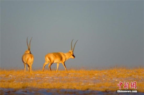 青藏高原监测：世界上大型食肉动物种类最多地区.jpg